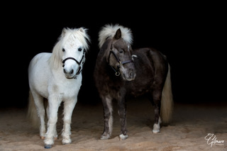 Snoty and Thunder portrait of the two ponies
