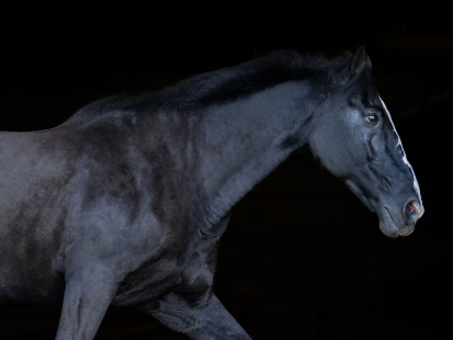 Horse profile - Admiral