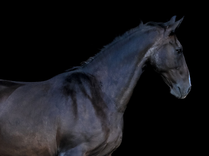 Horse profile - Caz