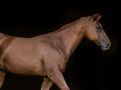 Horse profile - Sunup