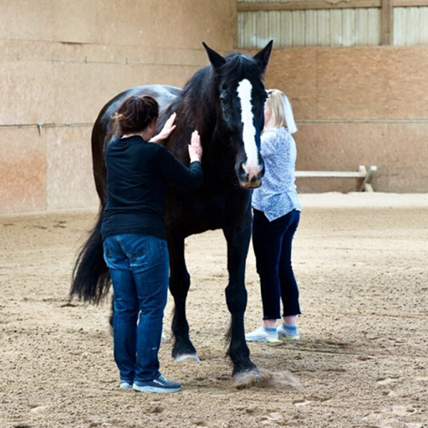 Grooming a horse